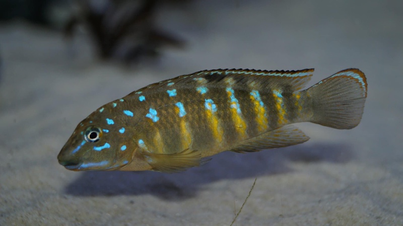 Tanganicodus cf. irsacae 'Tembwe (Deux)'